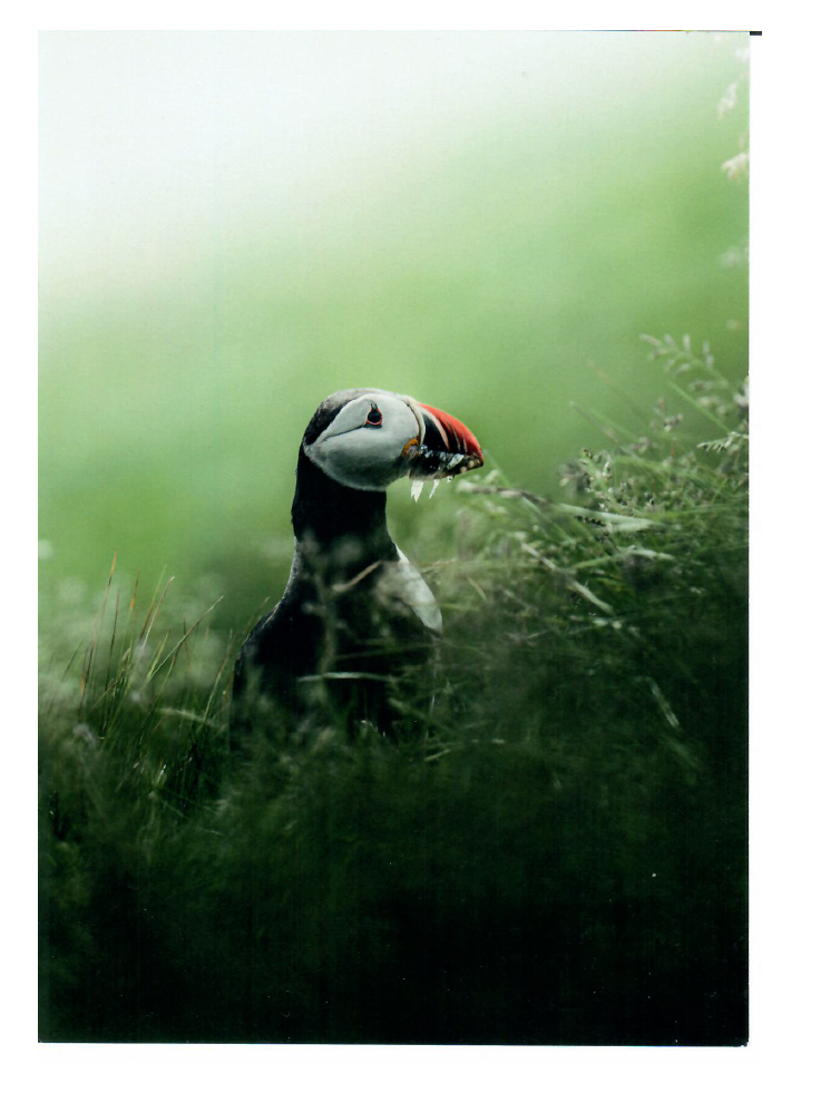 Gunnar Postcard
