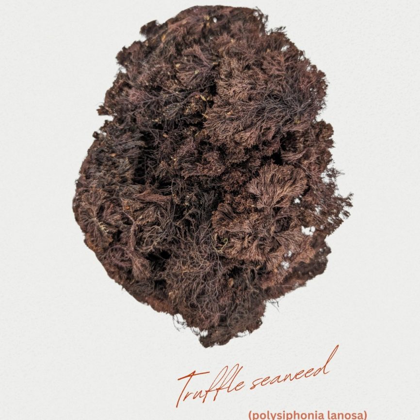 Þangskegg (Sea Truffle) 25gr