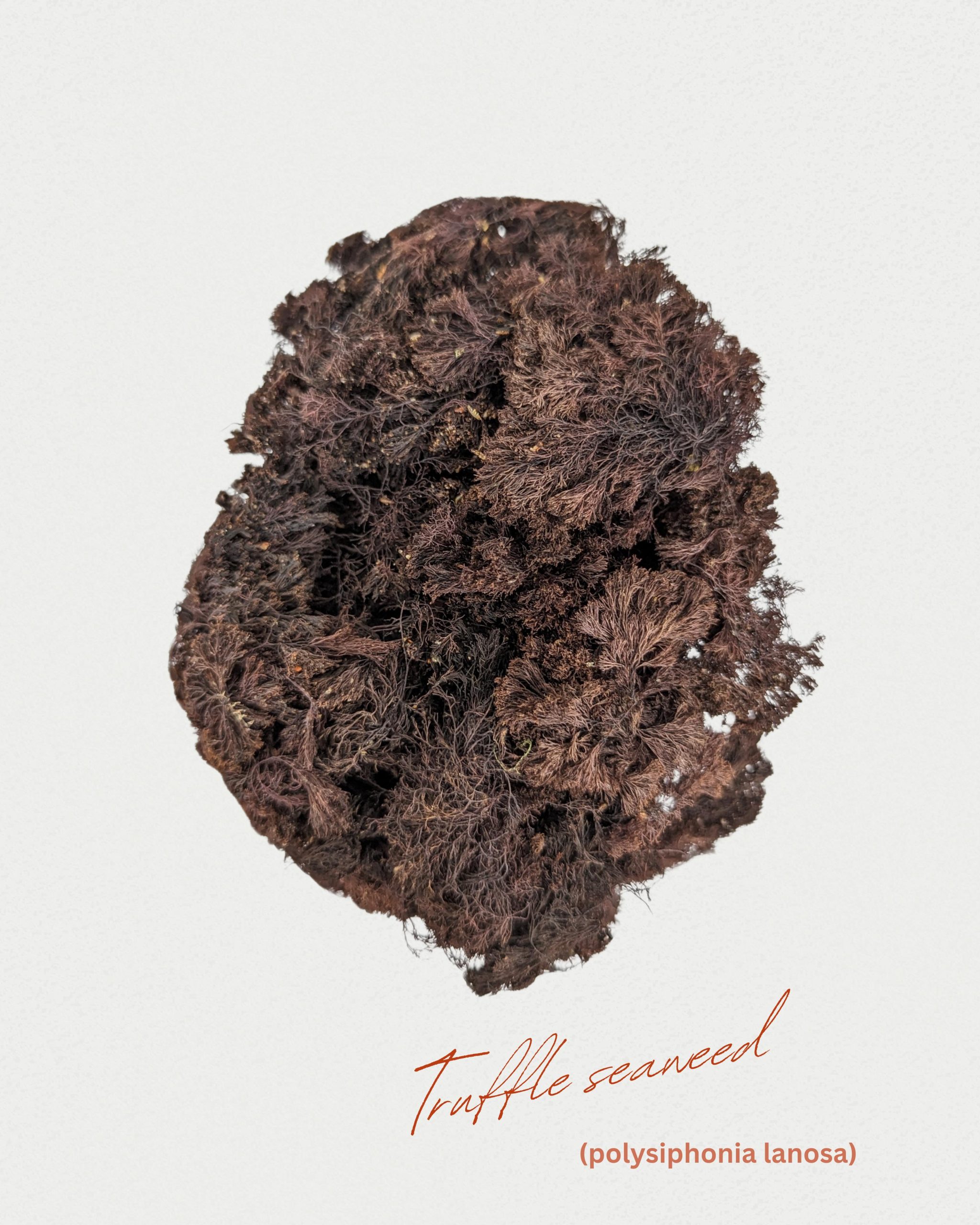 Þangskegg "Sea Truffle" (25gr)