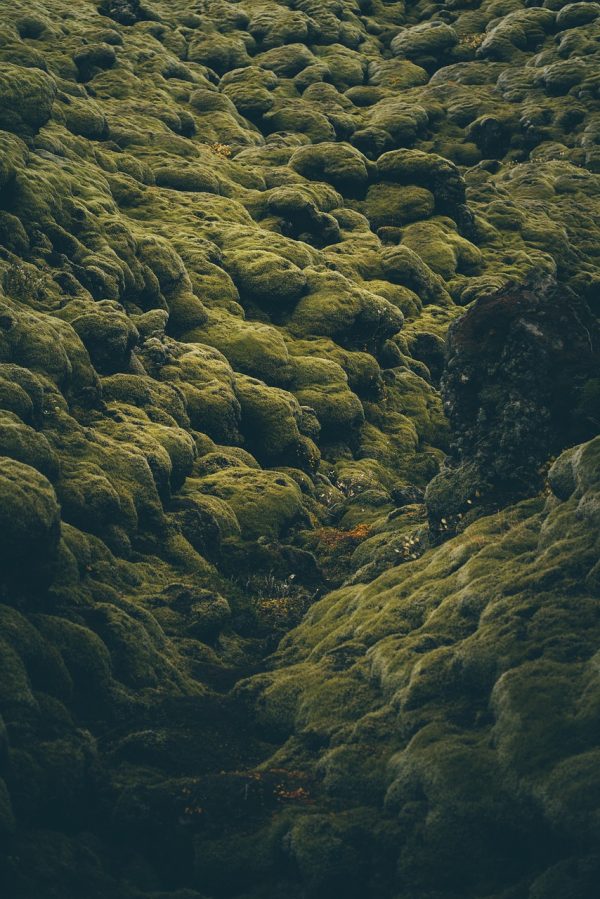 Moss salt pack - Image 2